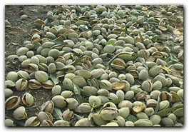 Clean almonds