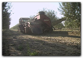 Almond harvesting rear