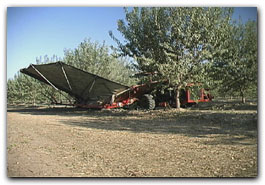 Almond harvesting side
