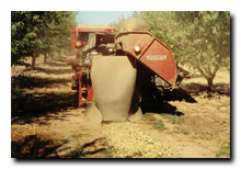 Almond harvesting windrow