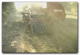 Almond windrow